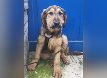 Viola - freundliches, verspieltes Hunde-Mädchen sucht Zuhause mit Garten