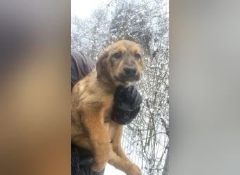 Viola - freundliches, verspieltes Hunde-Mädchen sucht Zuhause mit Garten
