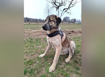 Dusty - freundlicher, verspielter, katzenverträglicher junger Rüde sucht ein Zuhause