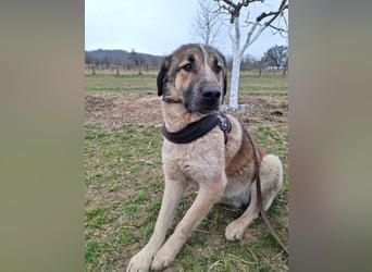 Dusty - freundlicher, verspielter, katzenverträglicher junger Rüde sucht ein Zuhause