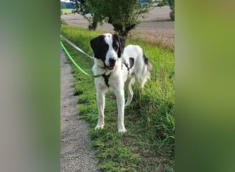 Baron - sehr netter, menschenbezogener HSH-Rüde sucht Zuhause / auf PS in Bad Karlshafen