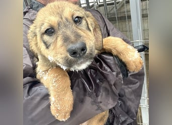 Viola - freundliches, verspieltes Hunde-Mädchen sucht Zuhause mit Garten
