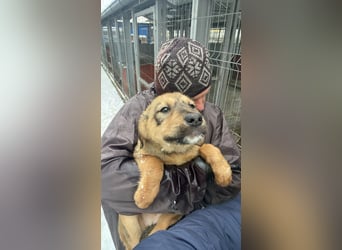 Viola - freundliches, verspieltes Hunde-Mädchen sucht Zuhause mit Garten