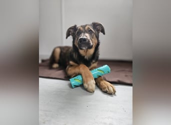Willow - neugieriges, verspieltes Hunde-Mädchen sucht Zuhause mit Garten