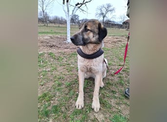 Dusty - freundlicher, verspielter, katzenverträglicher junger Rüde sucht ein Zuhause