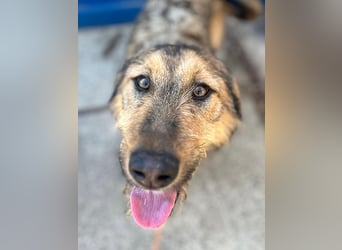 Viola - freundliches, verspieltes Hunde-Mädchen sucht Zuhause mit Garten