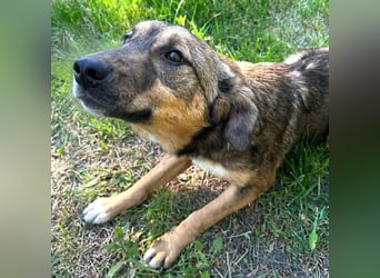 Willow - neugieriges, verspieltes Hunde-Mädchen sucht Zuhause mit Garten