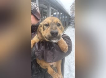 Viola - freundliches, verspieltes Hunde-Mädchen sucht Zuhause mit Garten