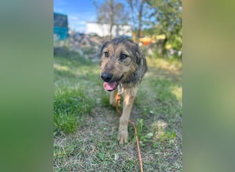 Viola - freundliches, verspieltes Hunde-Mädchen sucht Zuhause mit Garten