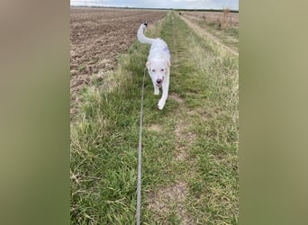 Merlino: großer Hund mit großem Herz