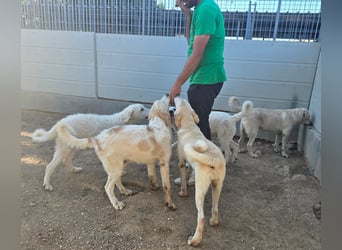 Doxoe - unbedarftes Hundekind