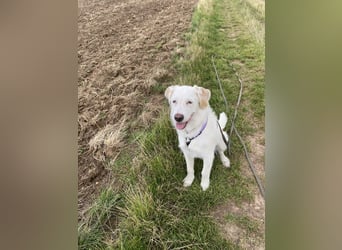 Merlino: großer Hund mit großem Herz