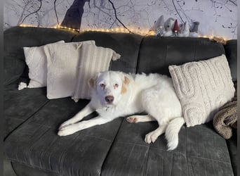 Merlino: großer Hund mit großem Herz