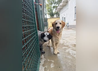 Nikki: „Ich werde mal ein groß(artig)er Familienhund"