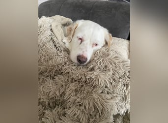 Merlino: großer Hund mit großem Herz