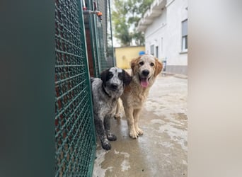 Nikki: „Ich werde mal ein groß(artig)er Familienhund"