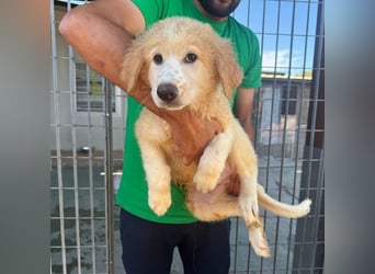 Doxoe - - unbedarftes Hundekind