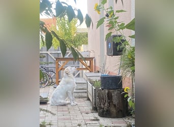 Merlino: großer Hund mit großem Herz