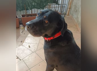 Lillo:“Darf ich mich als Familienhund vorstellen...“