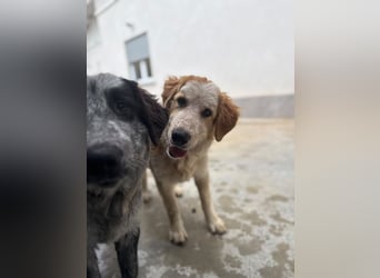 Nikki: „Ich werde mal ein groß(artig)er Familienhund"