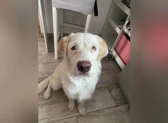 Merlino: großer Hund mit großem Herz