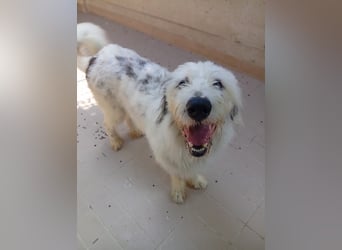 Daysi – jung, hübsch und kuschelrund
