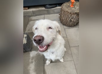 Merlino: großer Hund mit großem Herz