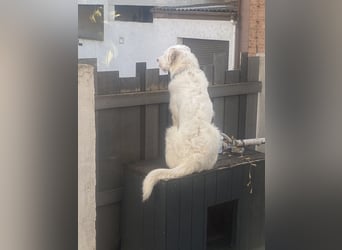 Merlino: großer Hund mit großem Herz