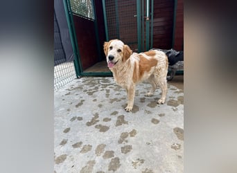 Nikki: „Ich werde mal ein groß(artig)er Familienhund"