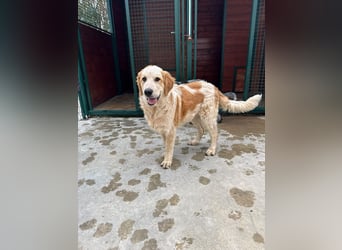 Nikki: „Ich werde mal ein groß(artig)er Familienhund"