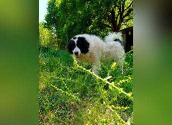 Machia - große Seele im Prachtpelz -