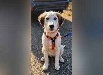 Nala: „Wenn ich einmal groß bin……...“
