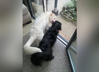 Merlino: großer Hund mit großem Herz