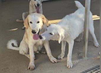 Doxoe - unbedarftes Hundekind