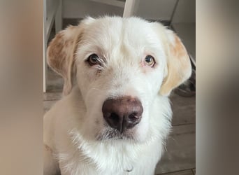 Merlino: großer Hund mit großem Herz