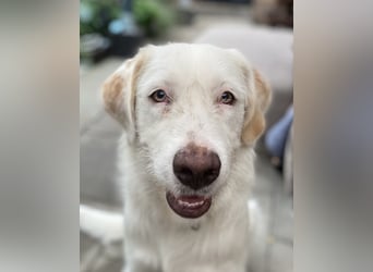 Merlino: großer Hund mit großem Herz