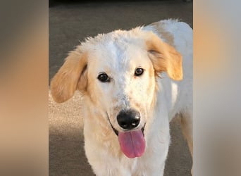 Doxoe - unbedarftes Hundekind