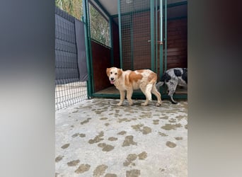 Nikki: „Ich werde mal ein groß(artig)er Familienhund"