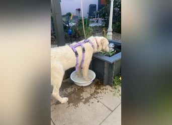 Merlino: großer Hund mit großem Herz