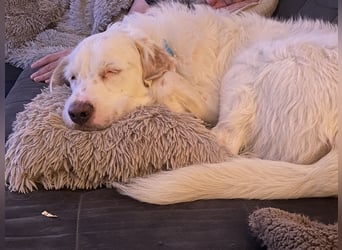 Merlino: großer Hund mit großem Herz