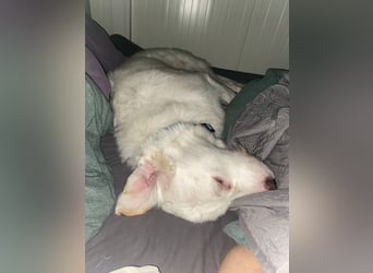 Merlino: großer Hund mit großem Herz