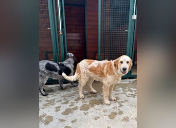 Nikki: „Ich werde mal ein groß(artig)er Familienhund"