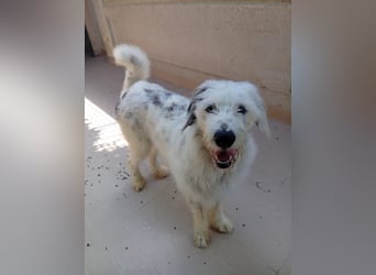 Daysi – jung, hübsch und kuschelrund