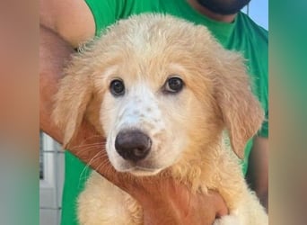Doxoe - - unbedarftes Hundekind
