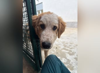 Nikki: „Ich werde mal ein groß(artig)er Familienhund"