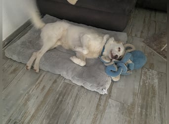 Merlino: großer Hund mit großem Herz