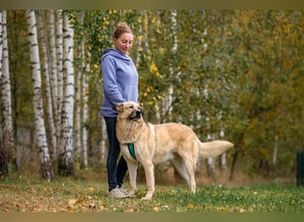 Freundlicher Anton sucht seine Familie