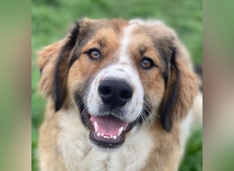 Barkley, geb. ca. 10/2024, lebt in GRIECHENLAND, auf einer privaten Pflegestelle