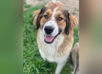 Barkley, geb. ca. 10/2024, lebt in GRIECHENLAND, auf einer privaten Pflegestelle