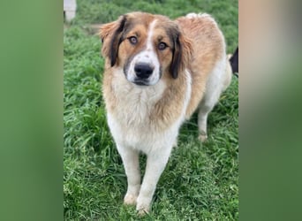 Barkley, geb. ca. 10/2024, lebt in GRIECHENLAND, auf einer privaten Pflegestelle